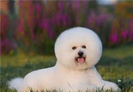 比熊犬很可爱，但养它必须要面对这些难题，你能接受吗？