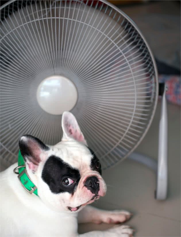夏天宠物待家里太热给爱宠狗狗们垫避暑降温冰垫凉快一下吧