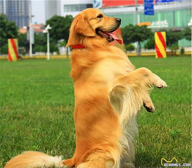 养金毛犬，牢记这7“不要”，受益一生