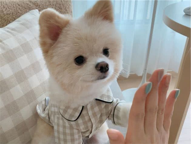 平常在家要怎么喂养狗狗