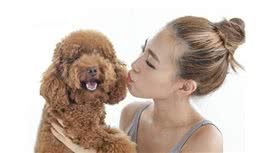 养泰迪犬这件事，其实没那么“难”