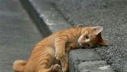 这6种猫要看紧，因为一旦走丢，可能就无法生存了