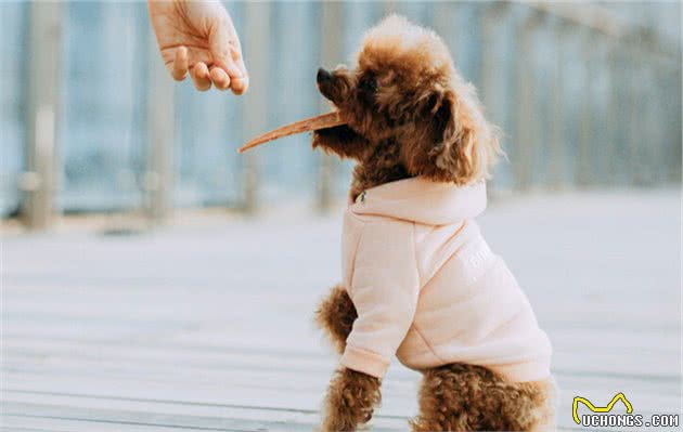 适合公寓养还很听话的6种小型犬，你钟意谁？