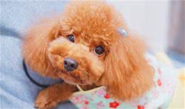 适合公寓养还很听话的6种小型犬，你钟意谁？