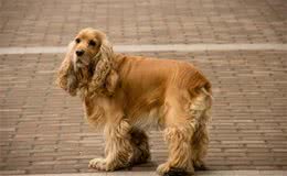 狗狗身上之所以有腥臭味，无非是这些原因