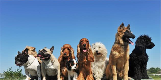 工作犬有哪些？常见的工作犬介绍