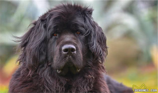 工作犬有哪些？常见的工作犬介绍
