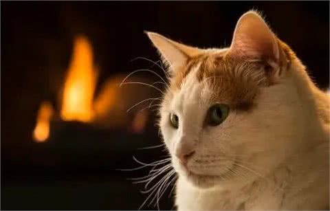 哈士奇小知识：世界上最聪明的猫品种TOP8中国入榜两只