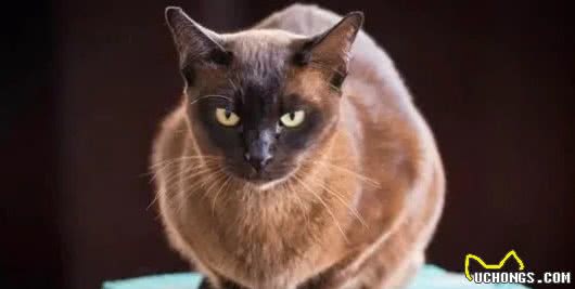 哈士奇小知识：世界上最聪明的猫品种TOP8中国入榜两只