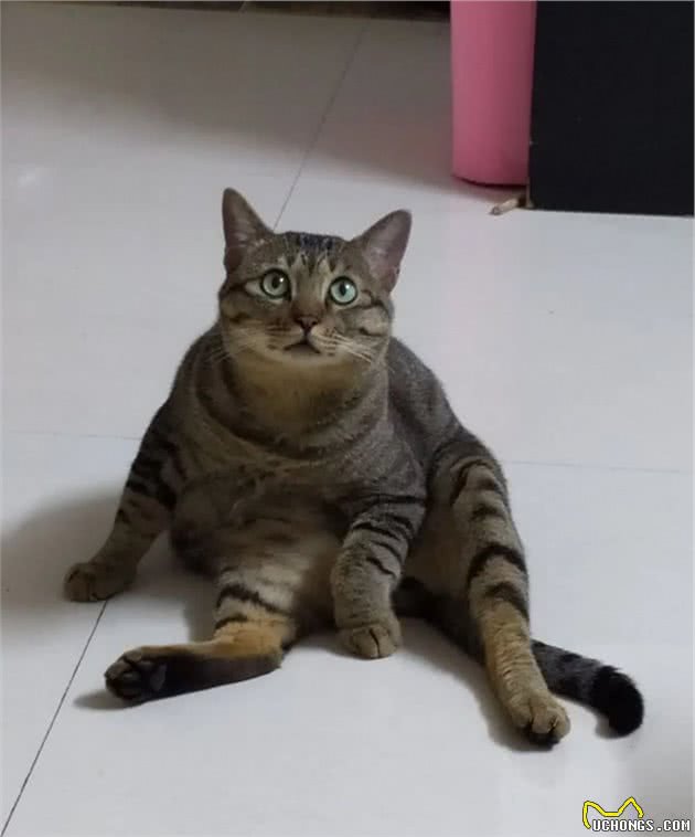 哈士奇小知识：世界上最聪明的猫品种TOP8中国入榜两只