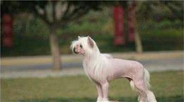 ＂最丑狗狗＂没想到你长这样，中国冠毛犬