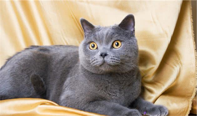 蓝猫就是英国短毛猫吗？你是不是认错猫了