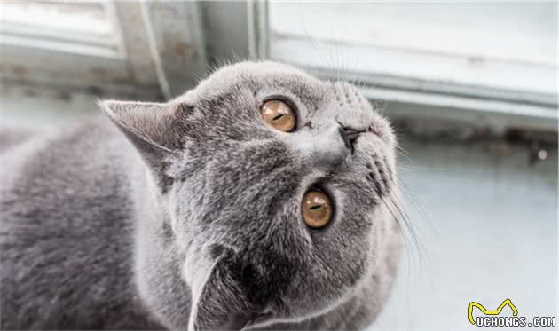 蓝猫就是英国短毛猫吗？你是不是认错猫了