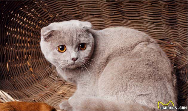 蓝猫就是英国短毛猫吗？你是不是认错猫了