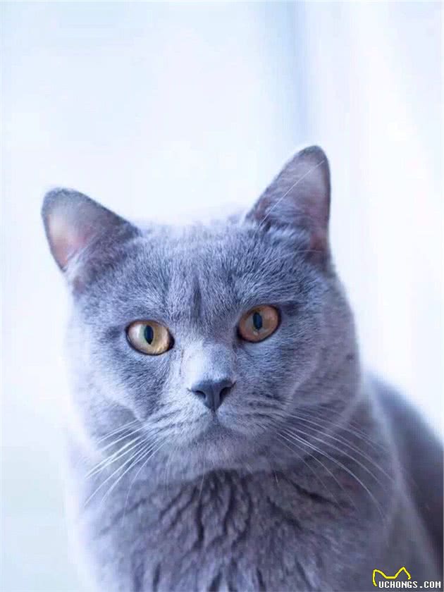 蓝猫就是英国短毛猫吗？你是不是认错猫了