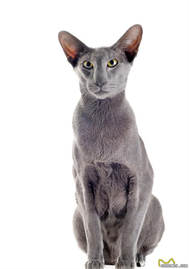 蓝猫就是英国短毛猫吗？你是不是认错猫了