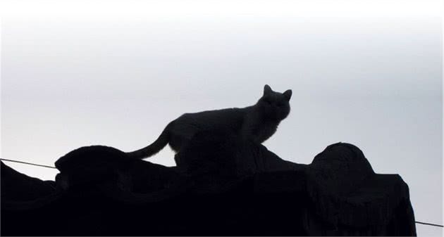 认识猫咪大家族