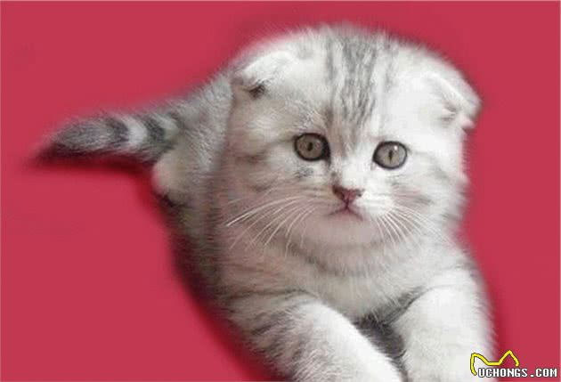 认识猫咪大家族