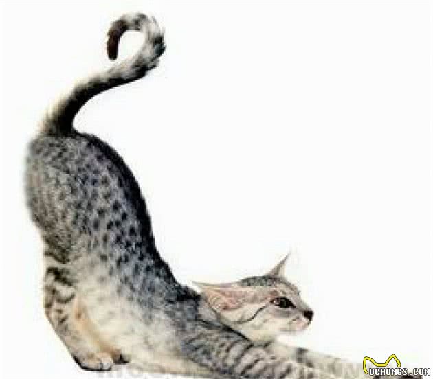 认识猫咪大家族