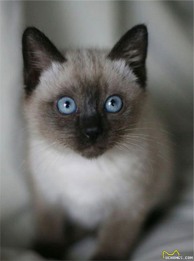 认识猫咪大家族