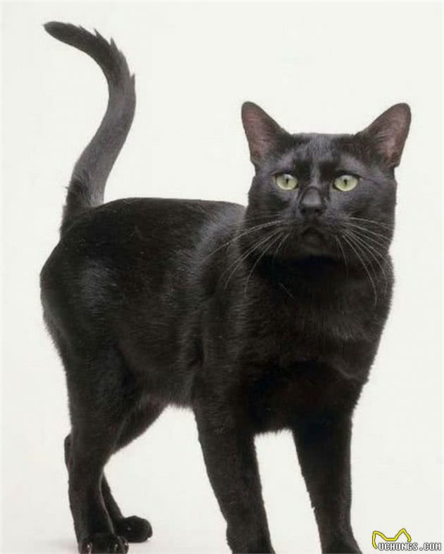 认识猫咪大家族