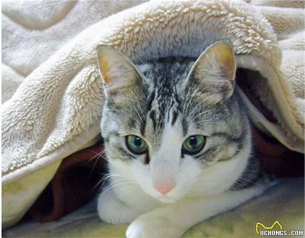 认识猫咪大家族