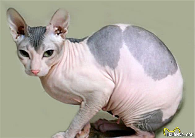 认识猫咪大家族