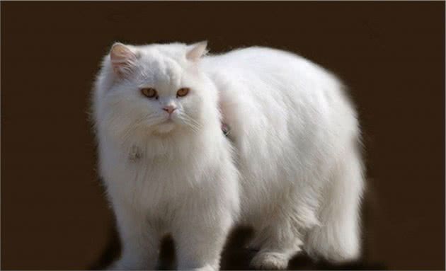 认识猫咪大家族