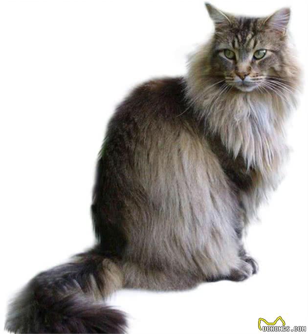 认识猫咪大家族