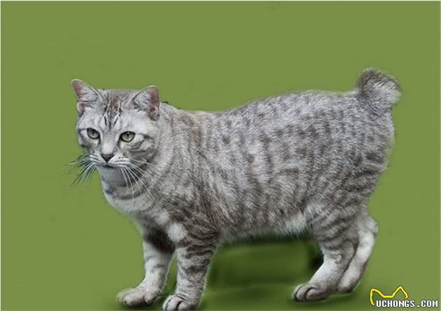 认识猫咪大家族