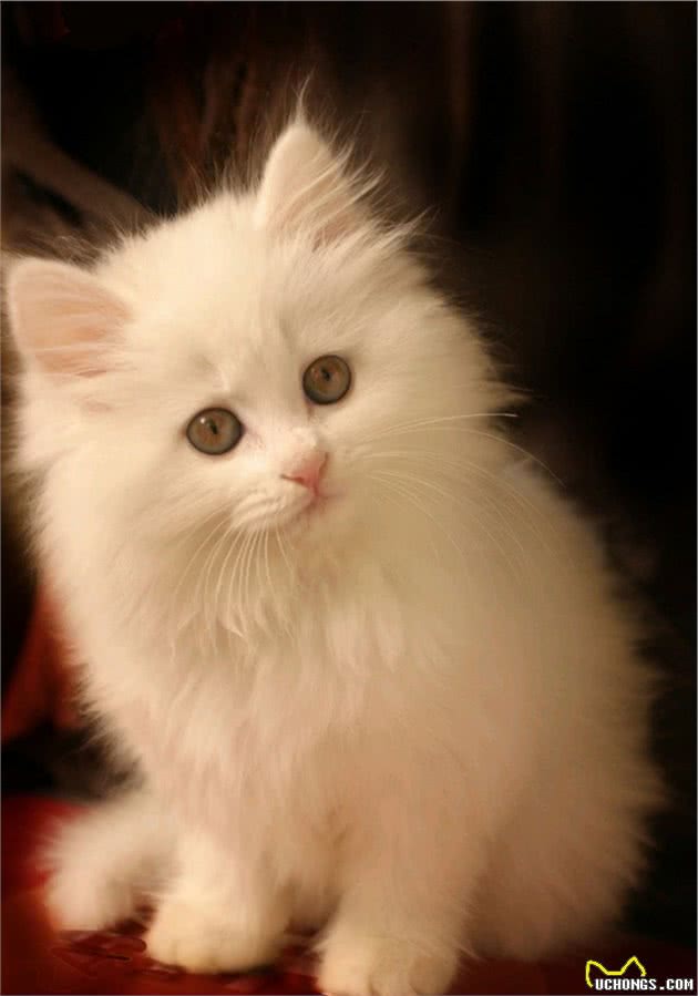 认识猫咪大家族