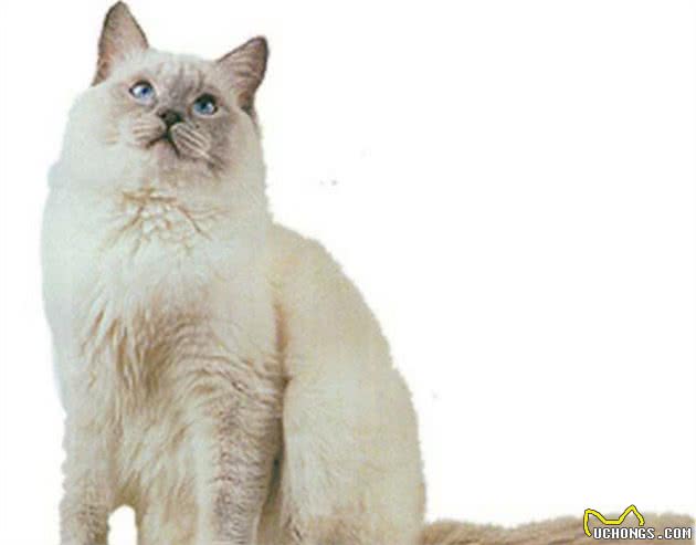 认识猫咪大家族