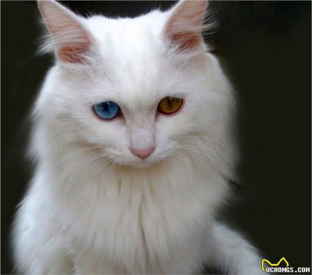 认识猫咪大家族