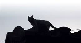 认识猫咪大家族