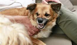 别看狗狗天不怕地不怕，遇上这些事情也怂，你家狗子怕吗？