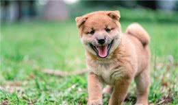 小狗扑到陌生人身上，狗主人拒不道歉：我家狗小不咬人，被起诉