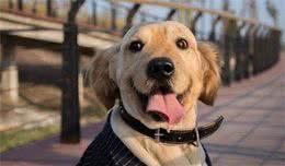 听说这些“怪癖”，养狗的人都有，你别不信