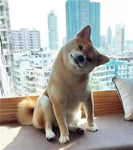 学会这四点，把你的柴宝宝训练成警犬