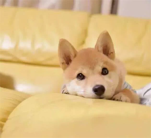 狗狗一生要经历2次恐惧期
