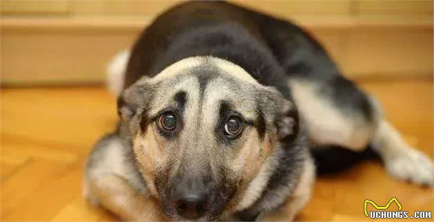 狗狗一生要经历2次恐惧期