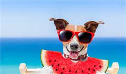 打狗要谨慎，不然有这些后果，最后一个最“危险”