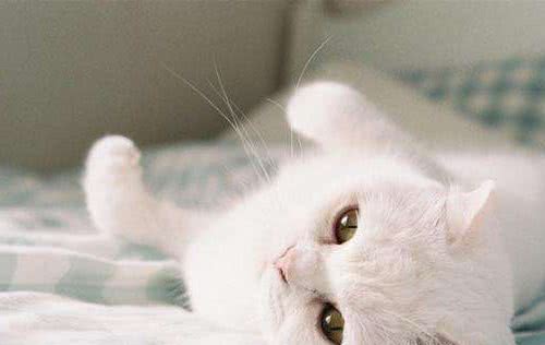 猫咪做最流行锡纸烫，完事后就是这条街最靓的猫，看我帅气吗？