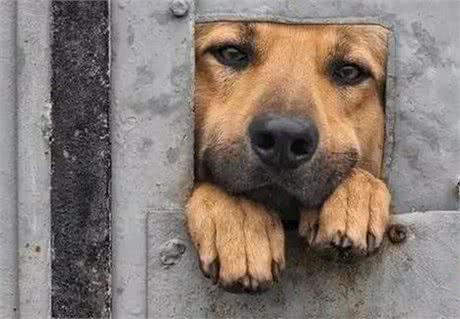 当主人出门上班，狗狗都在家里干什么？