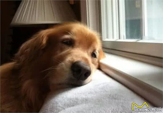 当主人出门上班，狗狗都在家里干什么？