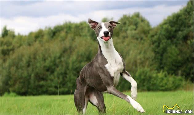 200多种狗狗，按鲜明特点分成7个犬种分组，新手养狗必看