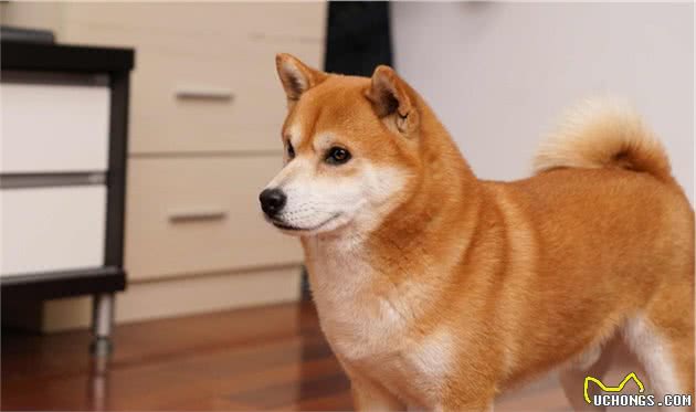 200多种狗狗，按鲜明特点分成7个犬种分组，新手养狗必看