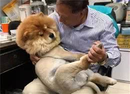 当你养狗久了，还没有这些表现，说明你还不算狗奴