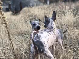 罕见！这5种狗狗最“稀少”，有的已经濒临灭绝了