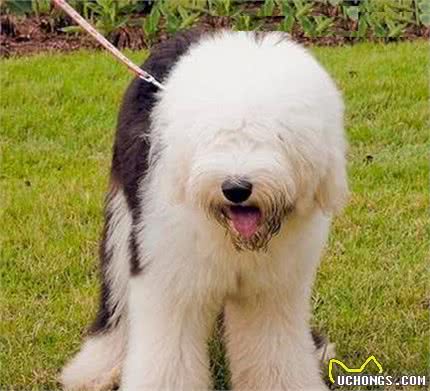 英国古代牧羊犬的体态与大熊猫相似，浑身充满英伦范，你喜欢吗？
