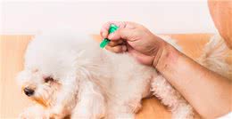 贫民窟养狗：家庭养狗必备药，省下不少钱